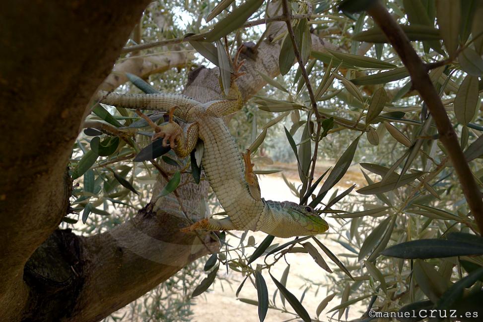 Lagarto ocelado (Timon lepidus)